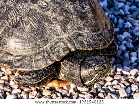 Photo Picture of Red Eared Terrapin Trachemys Scripta Elegans Tortoise