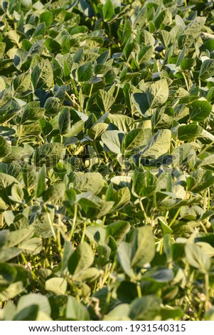 Photo Picture of a Soy Bean Plant Field