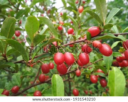 Silverberry, gumi. Red berries growing in a garden. Royalty-Free Stock Photo #1931543210