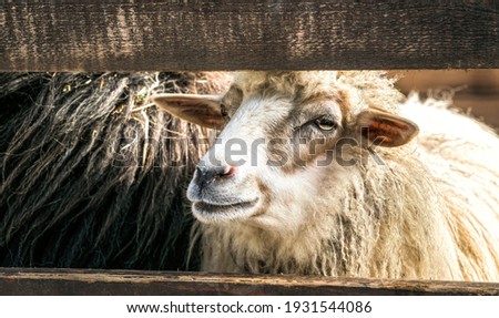 Sheep in the stall of a wooden barn. Farm in Scotland