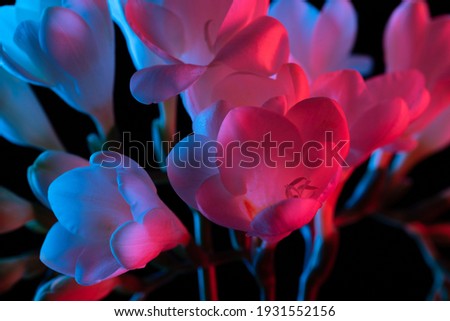 White Freesia flowers blooming macro closeup, pink and blue neon light on black background.