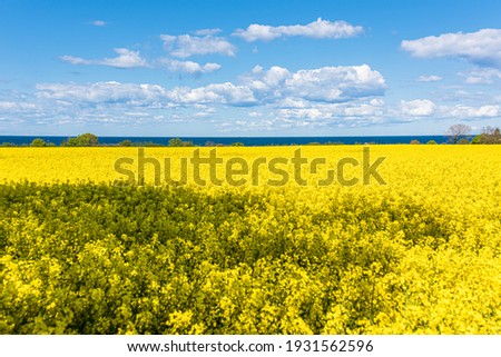 Rape field in full bloom on the Baltic Sea coast in Schleswig-Holstein