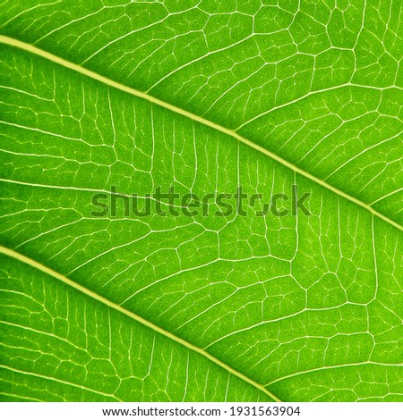 macro shot green leaf texture ( bodhi leaf )