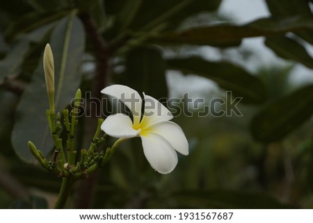 Plumeria white flower abstract nature leaves background