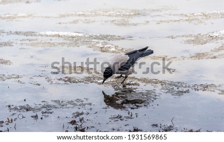 Black Headed Crow on a Beach in Winter on the Baltic Sea Coast