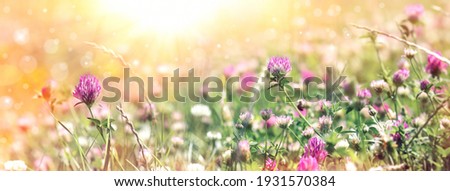 Flowering clower in spring, beautiful nature in meadow Royalty-Free Stock Photo #1931570384