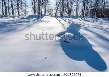 Snow Covered Forest in Winter in Latvia
