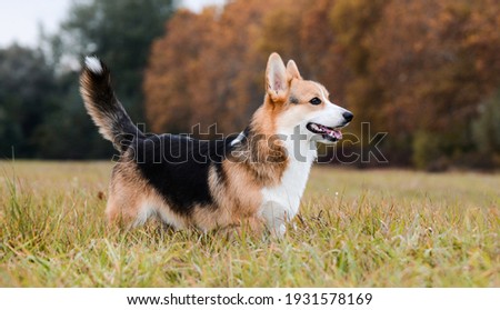 Young Welsh Corgi Pembroke male on the meadow. Royalty-Free Stock Photo #1931578169