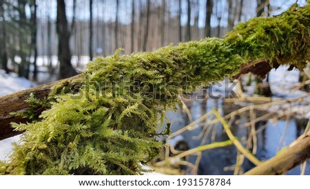 Dense and lush forest moss with sporophyte growing on a tree