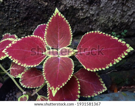 Elephant ear leaves with  Yellow, White and Purple