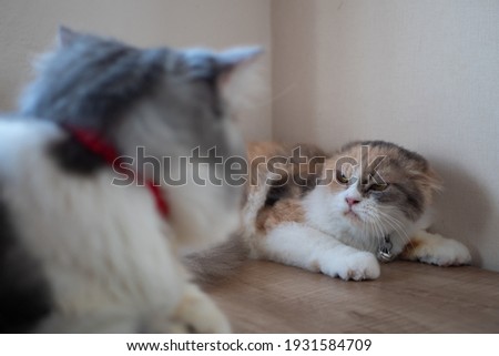 Angry cat hisses to another cat Royalty-Free Stock Photo #1931584709