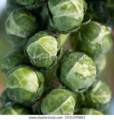 square picture of brussels sprouts on plant in closeup