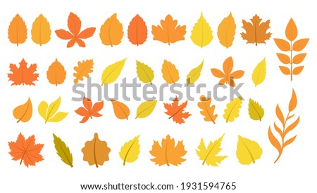 Large set of leaves in autumn colors. 36 different leaves
