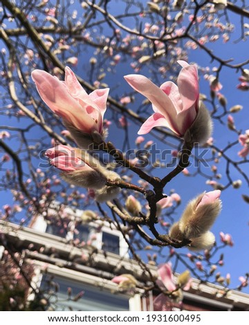 Magnolia tree blooming indicating the start of spring