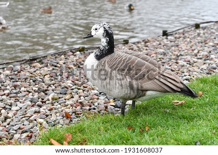 Portrait of a Canada goose (Branta canadensis) 