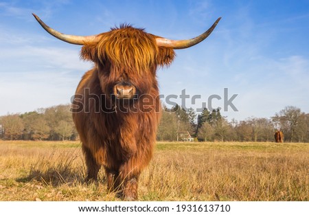 Scottish highlander cow in the Hondstongen nature reserve in Drenthe, Netherlands Royalty-Free Stock Photo #1931613710