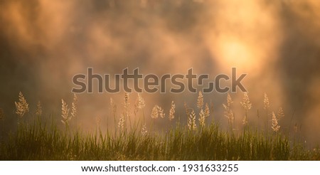 Spring sunny nature background. Grass with misty background illuminated with morning sunshine. Spring sunrise over field.