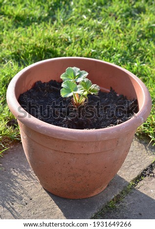 One bare root strawberry plant ina garden pot.