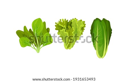 Leaf Vegetables or Salad Greens as Edible Plant Vector Set Royalty-Free Stock Photo #1931653493