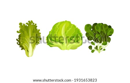 Leaf Vegetables or Salad Greens as Edible Plant Vector Set Royalty-Free Stock Photo #1931653823