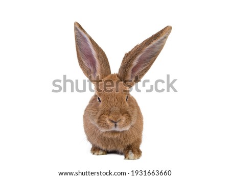 Photo of a cute,wild ,colored,gray,brown rabbit with big,long ears on isolated,white studio background. Cropped.postcard.