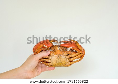 Hand hold Steamed black crab with white background. Copy space.