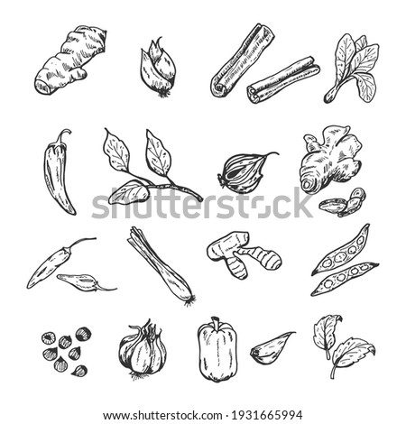hand drawn spice set. Vector illustrations. Galangal, red onion, cinnamon, herb, chilli pepper, basil leaves, garlic, cayenne pepper, ginger, lemongrass, and other. Royalty-Free Stock Photo #1931665994