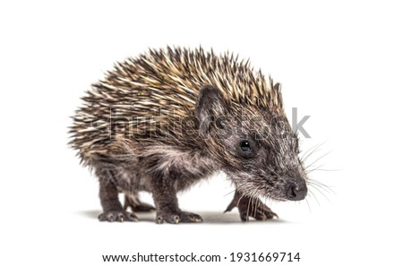 Walking Young European hedgehog looking at the camera, isolated on white