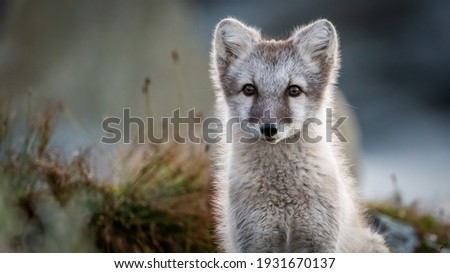 Arctic fox (Vulpes lagopus) portrait with negative space 
