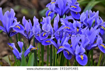 Mini blue Iris in early spring Royalty-Free Stock Photo #1931691485