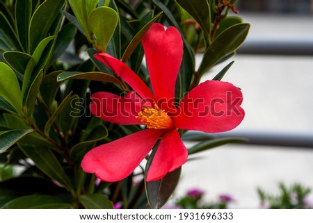 Close-up of beautiful camellia blooming in the flowers