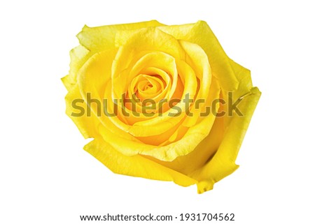 Beautiful yellow rose bud isolated on white background.