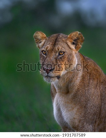 Female lion beautiful picture hungry lion

