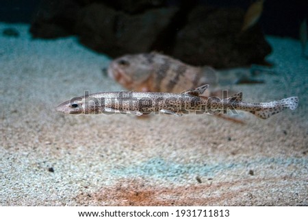 dogfish underwaterclose up portrait detail Royalty-Free Stock Photo #1931711813