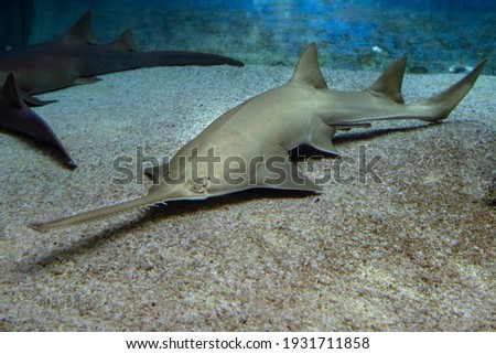 sawfish underwater close up detail of mouth and saw
