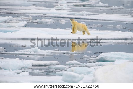 Male polar bear (Ursus maritimus), on melting ice, Svalbard, Norway Royalty-Free Stock Photo #1931722760