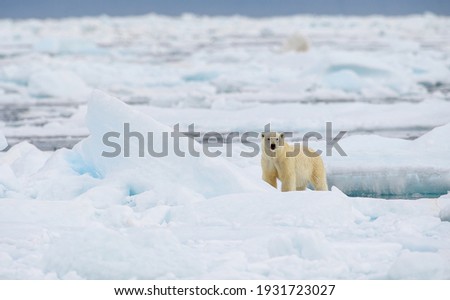 Male polar bear (Ursus maritimus), with seal prey, Svalbard, Norway Royalty-Free Stock Photo #1931723027