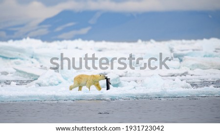 Male polar bear (Ursus maritimus), with seal prey, Svalbard, Norway Royalty-Free Stock Photo #1931723042