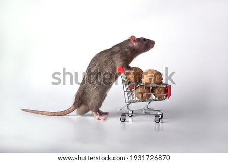 A wild breed rat rolls a supermarket cart with walnuts on a white background