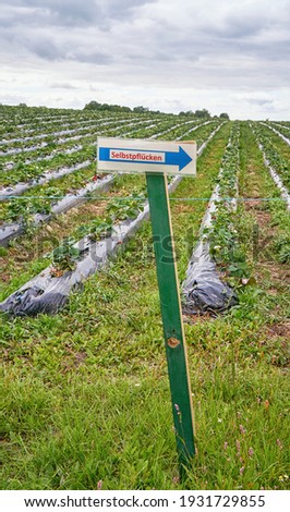 Sign on an organic strawberry field with the German words: Selbstpflücken (Self picked).