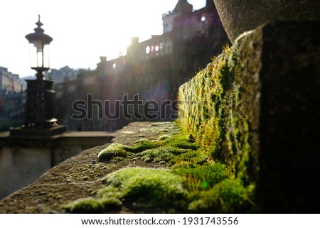 moss on the wall in Bath, UK