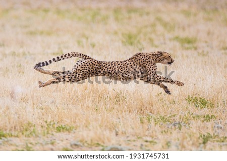 Cheetah hunting in the dry riverbeds of the Kalahari Royalty-Free Stock Photo #1931745731