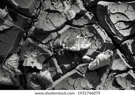 Global water scarcity. Deep cracks in the ground. background nature ecology leaf on dry ground close up. Small dry leaf on dry ground. dying life from drought. Disaster concept. black and white