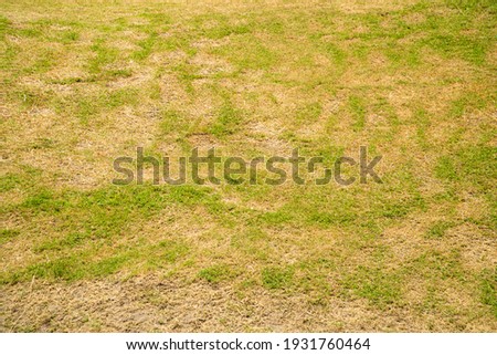 Dead grass of the nature background. a patch is caused by the destruction of fungus. Rhizoctonia Solani grass leaf change from green to dead brown in a circle lawn texture background dead dry grass. Royalty-Free Stock Photo #1931760464