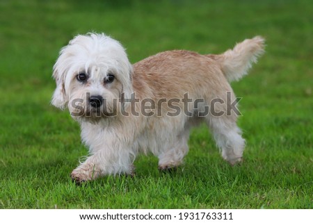 Dandie Dinmont Terrier, a rare breed Royalty-Free Stock Photo #1931763311