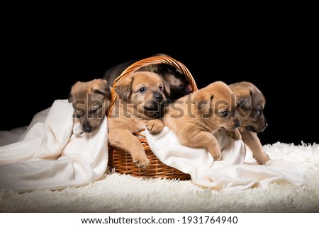 Group of puppies in a wicker basket on a white blanket. Studio photo on a black background. Horizontally framed shot.