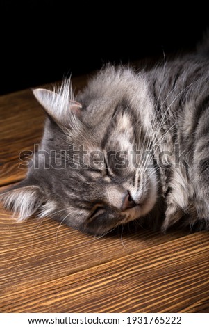 A beautiful purebred cat sleeps on a wooden table. Studio photo on a black background. Vertically framed shot.