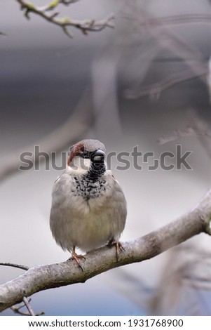Portrait of a house sparrow (Paser domesticus) 
