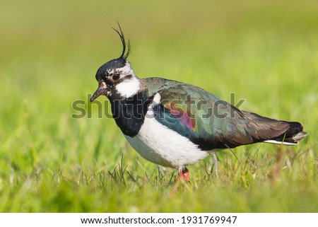 Lapwing vanellus vanellus male with oily feathers walking on short grass with the wader bird with crest full in picture with diffused green background foraging for insects