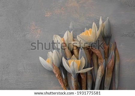 Fine art photography of daffodils flowers. Shallow depth of field. Gray flowers daffodils on a wooden table. Copy space. Toned image. Blurred background.